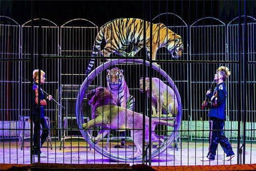 十國皇家馬戲團全球巡演漯河站春節空降花桂莊園