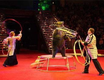 蚌埠市馬戲團表演-出租海獅-出租企鵝_志趣網