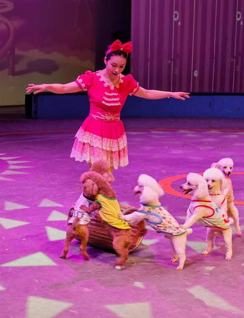 精彩馬戲團(tuán)出租 狗熊獅子雜技表演租賃