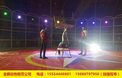 武夷山商業活動新寵 馬戲表演與冰雕租賃如何點亮地產暖場